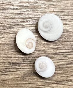 bijoux de la mer : oeil de ste lucie